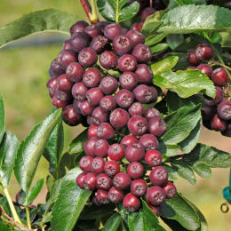 Rowan, large fruit 'Burka'